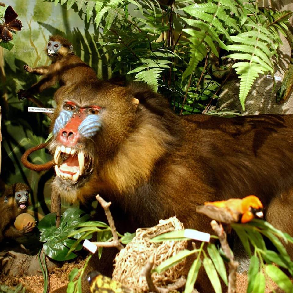 musee-histoire-naturelle-animaux-tourrette-levens