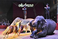 medrano-elephants-indiens-animaux-lions-family