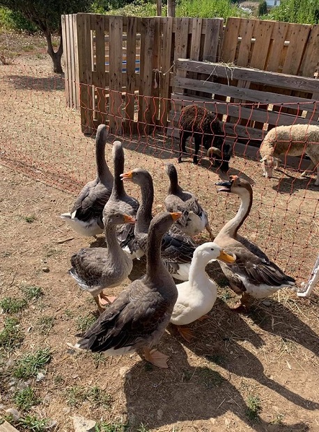 animaux-ferme-nice-familles-enfants-repas