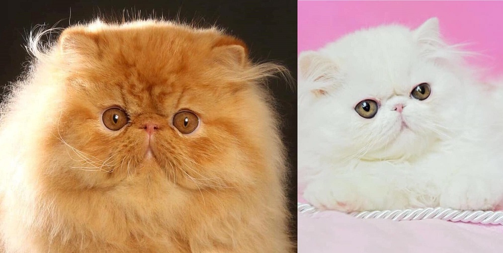 acheter-chat-race-persan-salon-animaux-nice