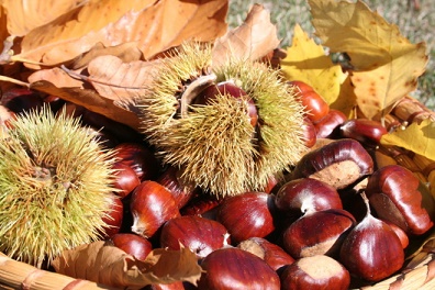 sortie-famille-chataigne-cagnes-mer-automne