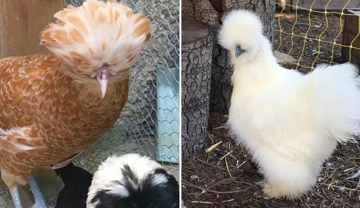 acheter-poules-race-salon-animaux-nice