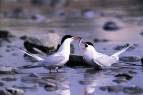 observer-oiseaux-migrateurs-ornithologie-nice-06