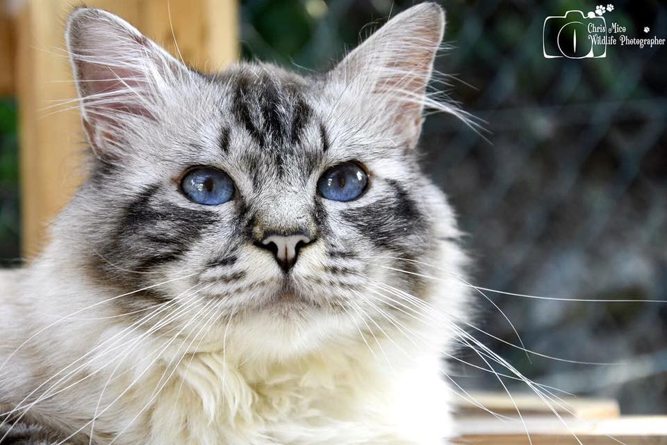 sortie-enfants-alpes-maritimes-animaux-vacances