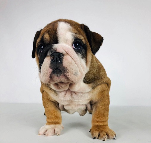 vente-animaux-compagnie-eleveurs-nice-06