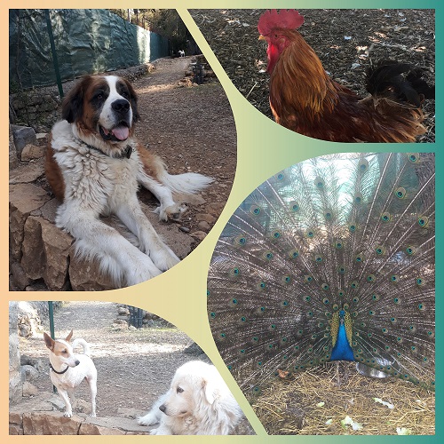 visite-ferme-animaux-saint-cezaire-horaires
