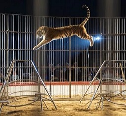 medrano-spectacle-programme-tigre-enfant-famille