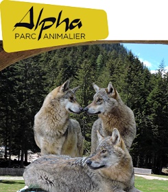 alpha-parc-animalier-visite-loup-famille