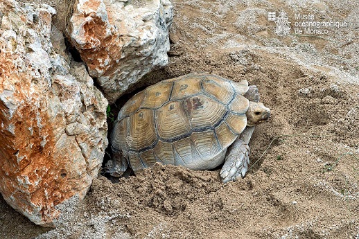 tortues-musee-oceanographique-sortie-enfants-monaco