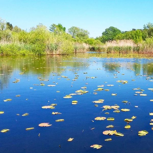 Etang de fontmerle et nénuphars sejour-famille-enfants-vacances-etang-fontmerle