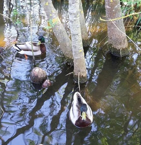 balade-etang-canards-oiseaux-valmasque-06
