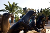 spectacle d'otaries à Marineland Antibes marineland-biot-prix-famille-parking-aller-carte-kids