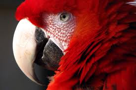 perroquets et aras au parc Phoenix à Nice week-end-enfant-famille-parc-phoenix