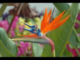 Flore au Parc Phoenix Nice sejour-enfant-famille-parc-phoenix-nice-flore
