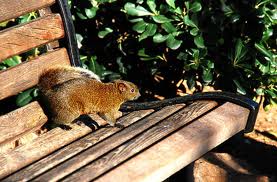 Ecureuil au Parc de la Pinède à Juan-les-pins parc-pinede-juan-les-pins-cote-azur