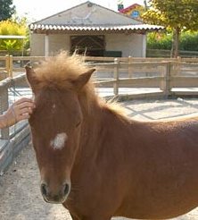 Poney kids-island-poney-petite-ferme-antibes