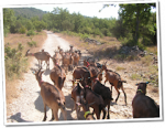 Chèvrerie du Bois d'Amont - Alpes-maritimes chevrerie-bois-amont-saint-cezaire-sur-siagne