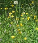 L'arrivée du Printemps ! animatins-fetes-manifestations-printemps-alpes-maritimes