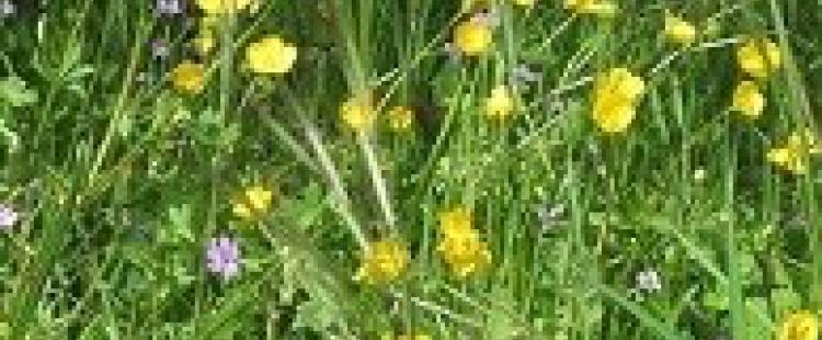 L'arrivée du Printemps ! animatins-fetes-manifestations-printemps-alpes-maritimes