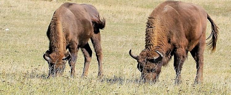 sortir-06-reserve-biologique-monts-azur-bisons