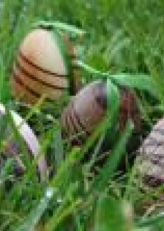 Chasse aux oeufs de Pâques avis-chasse-oeufs-beaulieu-sur-mer