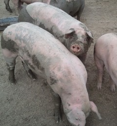 Cochons à la ferme cochons-ferme-alpes-maritimes