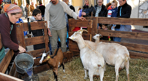 Animaux de ferme à Cagnes-sur-mer loisirs-famille-animaux-fete-chataigne