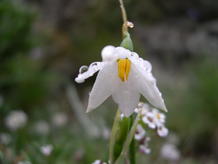 jardin-botanique-nice-fleur