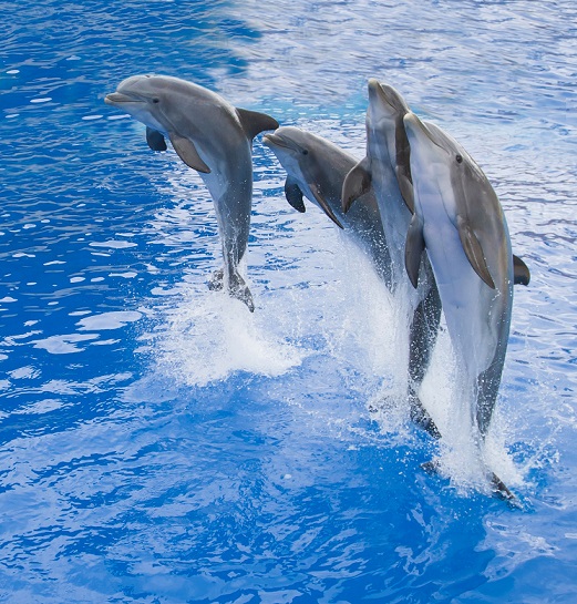 entrees-parcs-loisirs-visites-cote-azur
