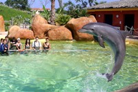 marineland-antibes-dauphins-orques-spectacles-enfants-familles
