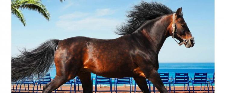 a-cheval-06-nice-salon-equitation-animations-famille