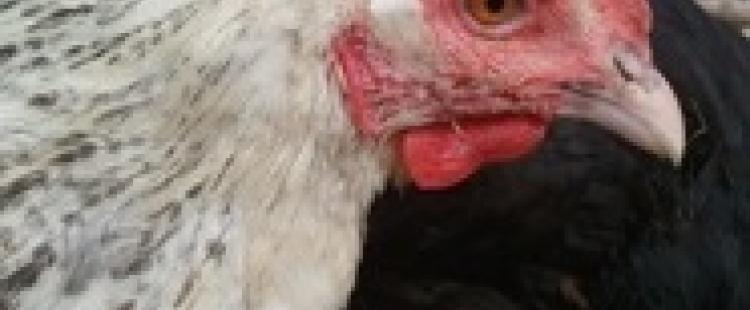 ferme-escaillon-thorenc-animaux-famille-enfants